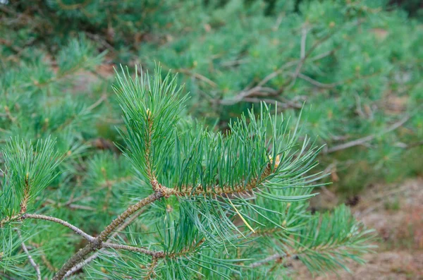 Sluiten Van Een Dennenboom — Stockfoto