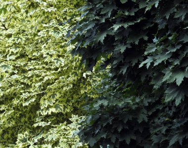 bir duvar akçaağaç arka plan yeşil ve beyaz rengi değiştirmez