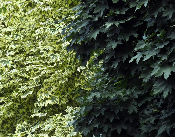 bir duvar akçaağaç arka plan yeşil ve beyaz rengi değiştirmez