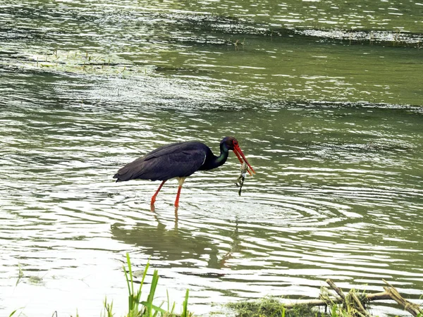 Garza Está Agua Sostiene Una Rana Pico — Foto de Stock