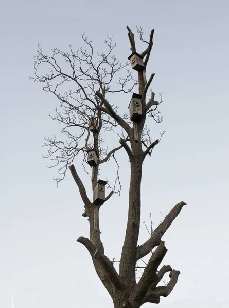 Yaşlı bir ağaç bahar üzerinde birçok iç içe geçmiş kutular