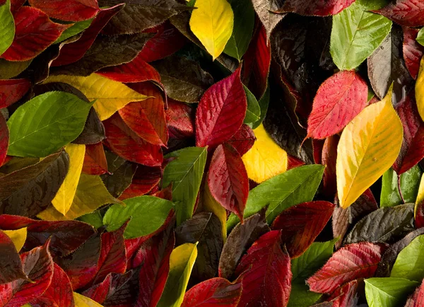Background Made Autumn Leaves Red Yellow Green — Stock Photo, Image