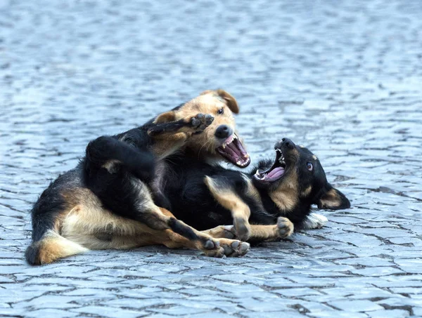 Şehrin kaldırımda iki köpekler play