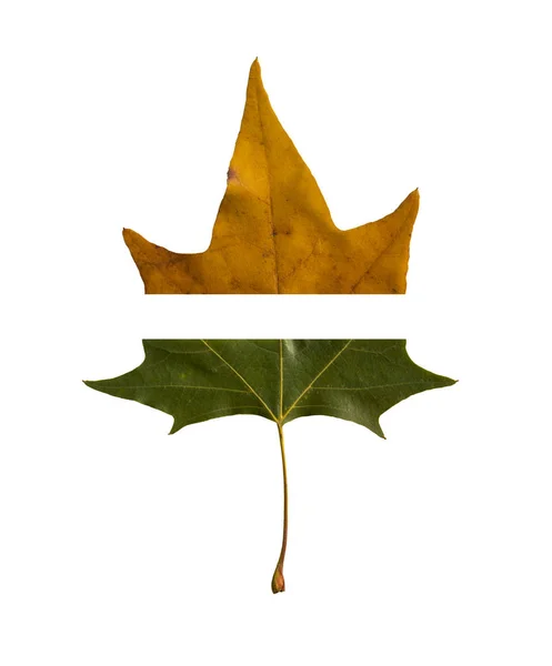 Herbst Sommer Blätter Hintergrund — Stockfoto