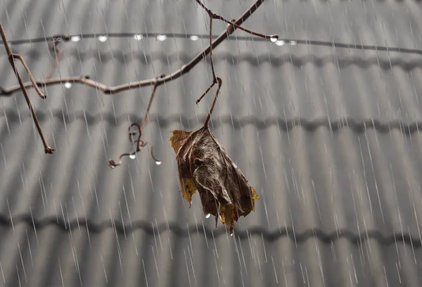 Дощ Осінь Виноградний Лист Сірому Фоні — стокове фото