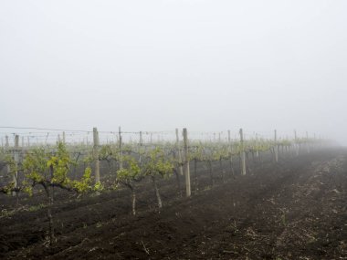 bağ manzara asma bahar