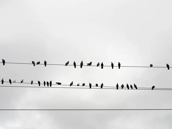 Alambre aves cielo — Foto de Stock