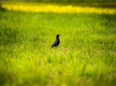 ardıç kuşu baharı