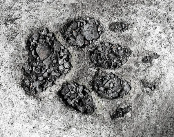 Köpek ayak izi gri — Stok fotoğraf