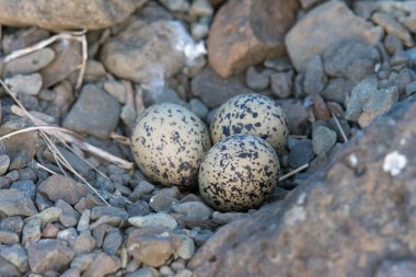 Üç oystercatcher yumurta kayalarda döşeme