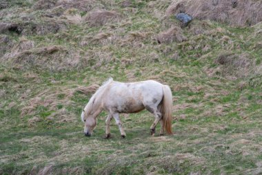 Beyaz İzlanda at, yan profil, otlatma mera