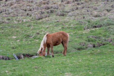 Brown, at, yan profil, İzlandaca dışında küçük bir dere içme