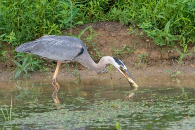 büyük mavi balıkçıl bir su birikintisi bir yayın balığı yeme
