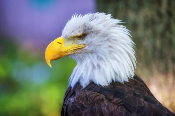 Bald Eagle, close-up side view, blurred background, colorful