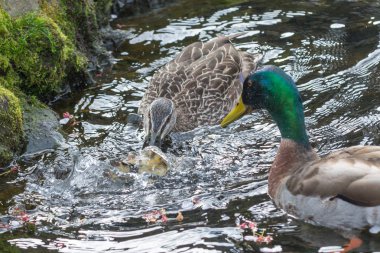 Başından sonuna kadar yetişkin bir kadın tarafından öldürülmekten yeşilbaş ördek yavrusu bebeğim.