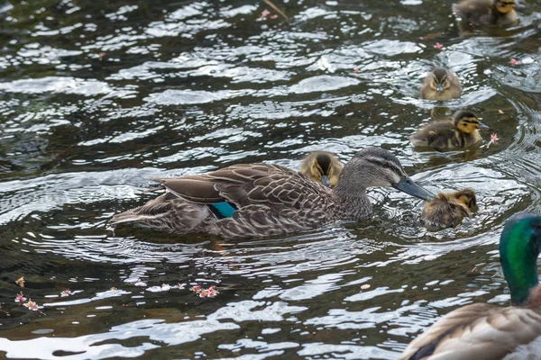 Baby Mallard Duckling Being Killed Adult Female Start Finish — Stock Photo, Image