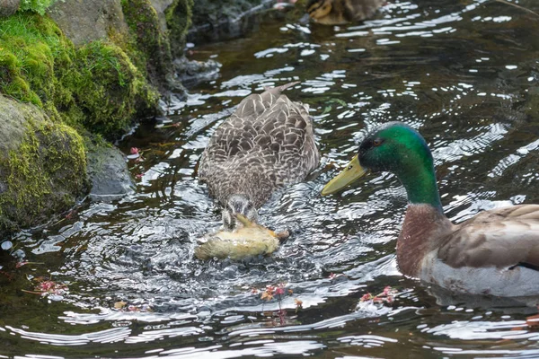 Μωρό Mallard Παπάκι Σκοτωθεί Από Ένα Ενήλικο Θηλυκό Από Την — Φωτογραφία Αρχείου