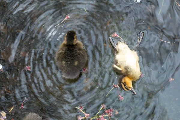 Dětská Mallard Káčátko Byl Zabit Dospělá Samice Začátku Konce — Stock fotografie