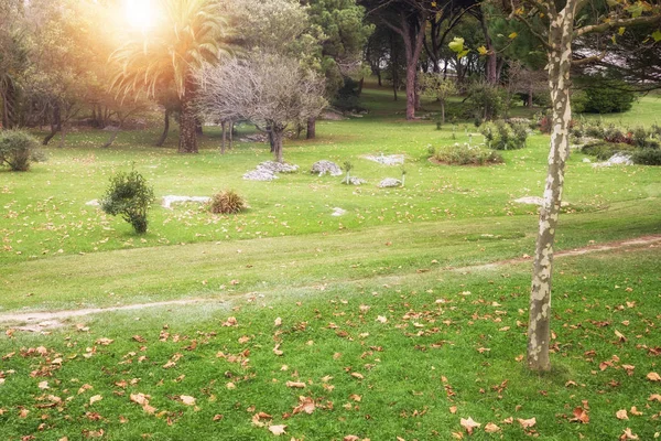 Zonnige Dag Zomer Prachtige Groene Gras Park — Stockfoto