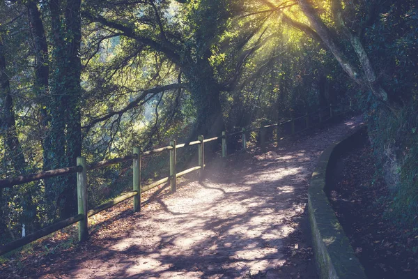 Sonniger Tag Sommerpark Mit Alten Grünen Bäumen — Stockfoto