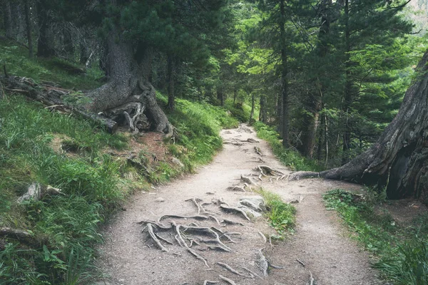 Rocky Path Green Forest Appalachian Hiking Trail North Carolina Usa — Stock Photo, Image