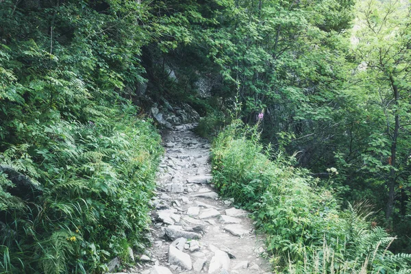 Rocky Path Green Forest Appalachian Hiking Trail North Carolina Usa — Stock Photo, Image