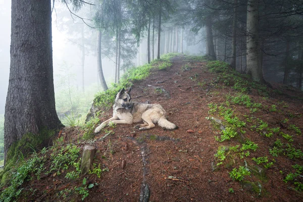 Собака Таинственном Туманном Лесу Собака Гуляет Летнему Лесу — стоковое фото