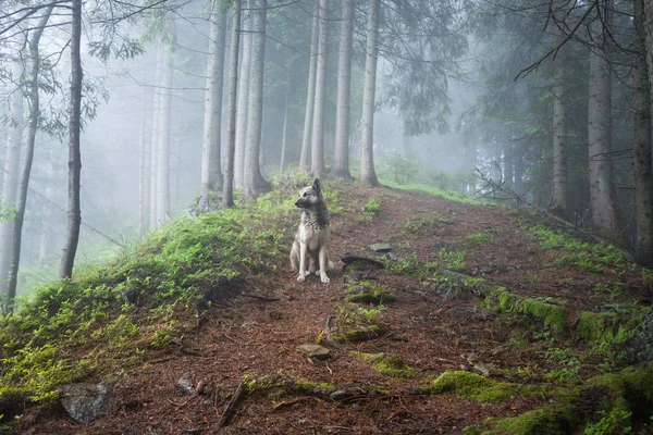 Perro Bosque Niebla Mística Paseo Perros Aire Libre Bosque Verano —  Fotos de Stock