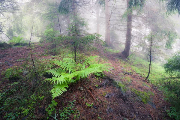 Bela Vista Misteriosa Floresta Verão Verde Nebulosa — Fotografia de Stock