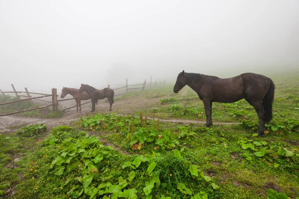 Koně Mlhavé Zelené Louce Horské Letní Louka — Stock fotografie