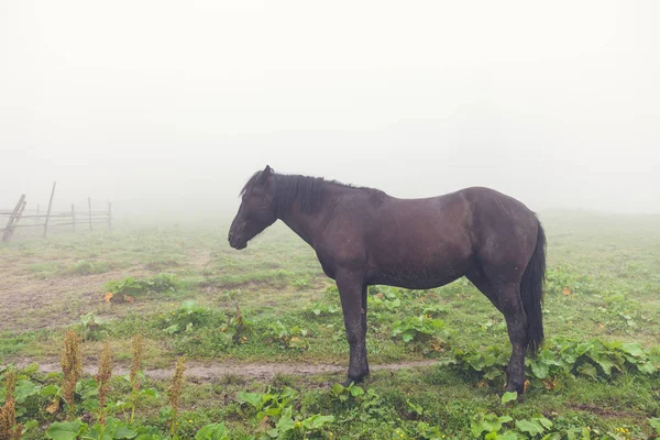 Лошадь Туманном Зеленом Поле Горный Летний Луг — стоковое фото