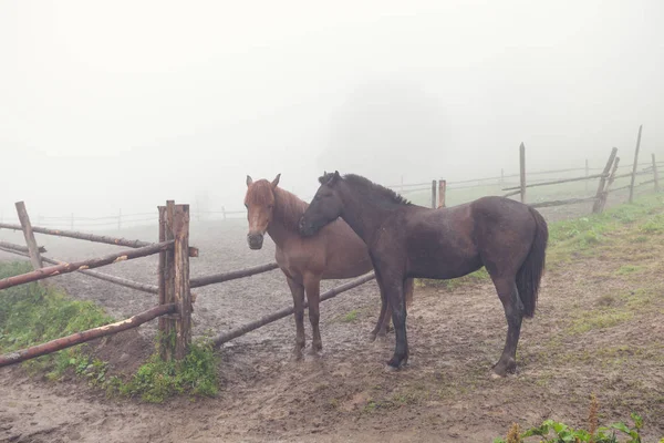 马在雾的绿色领域 山夏天草甸 — 图库照片