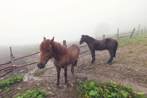 马在雾的绿色领域 山夏天草甸 — 图库照片