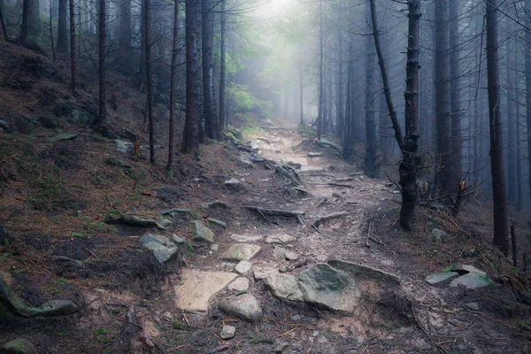 Bella Vista Della Misteriosa Nebbia Verde Foresta Estiva — Foto Stock