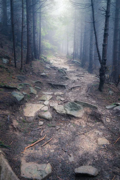 Bella Vista Della Misteriosa Nebbia Verde Foresta Estiva — Foto Stock