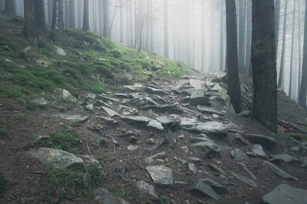 Belle Vue Sur Mystérieuse Forêt Été Verte Brumeuse — Photo