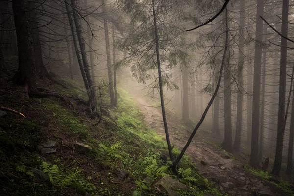 Krásný Pohled Tajemnou Mlhou Zelené Letní Les — Stock fotografie