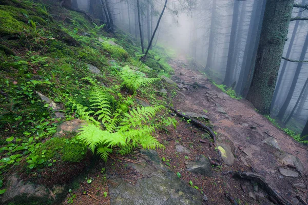 Bella Vista Della Misteriosa Nebbia Verde Foresta Estiva — Foto Stock