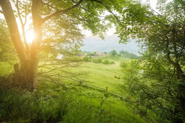 Groene Zomer Bos Ochtend Zonlicht Bomen Landschap — Stockfoto