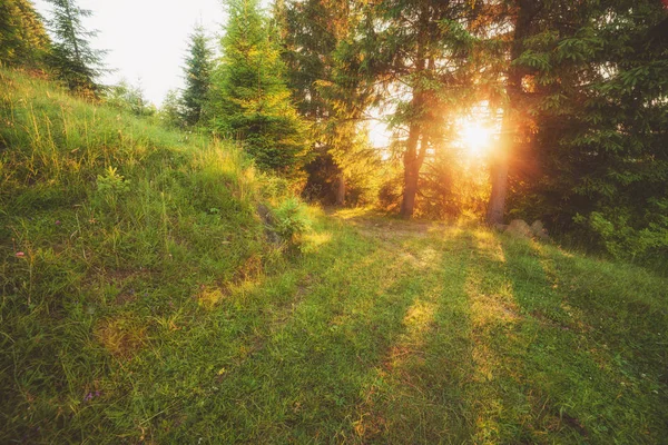 绿色夏日森林清晨阳光树景观 — 图库照片