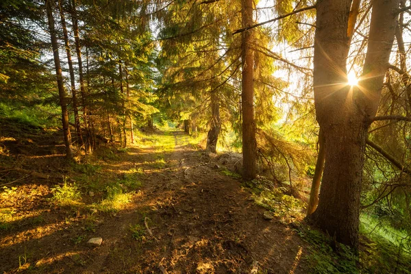 Yeşil Yaz Orman Sabah Güneş Işığı Ağaçlar Manzara — Stok fotoğraf