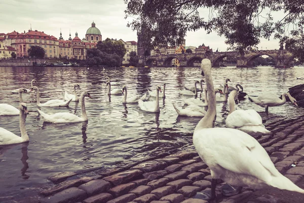 Labutě Pozadí Karlova Mostu Praze — Stock fotografie