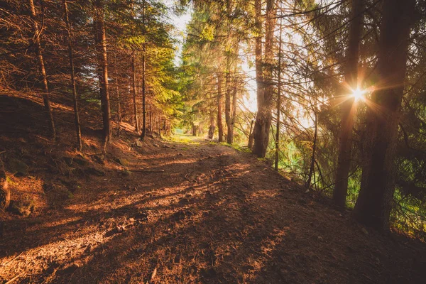 Zelené Letní Lesní Ranní Slunce Stromy Šířku — Stock fotografie