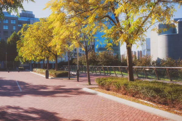 Autumn City Park Modern City View Sunny Day — Stock Photo, Image