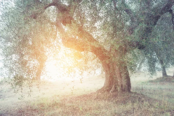 Olives Trees Garden Greece Sunny Spring Misty Norning — Stock Photo, Image