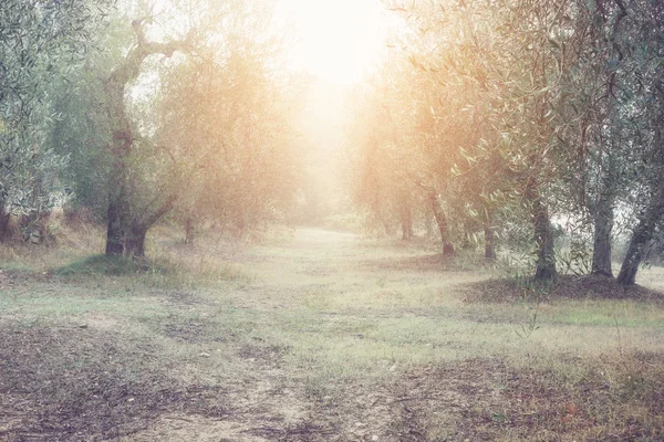 Jardin Oliviers Grèce Ensoleillé Printemps Brouillard Norning — Photo