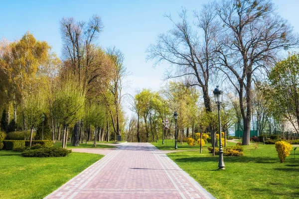 Groene Lente Zonnige Stadspark Met Weg Prachtige Bomen Alley — Stockfoto