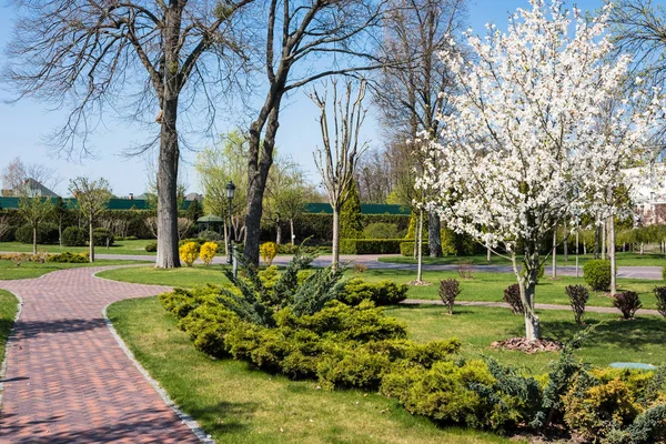 Groene Lente Zonnige Stadspark Met Weg Prachtige Bomen Alley — Stockfoto