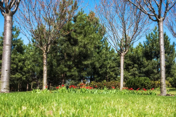 Groene Lente Zonnige Stadspark Met Prachtige Groene Gras Weide — Stockfoto