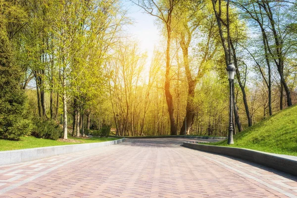 Verde Primavera Soleado Parque Ciudad Con Carretera Hermosos Árboles Callejón —  Fotos de Stock